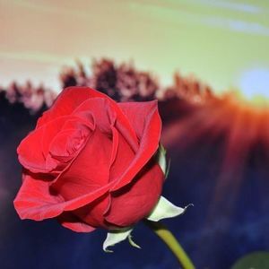 Meet your Posher, Kristine rose